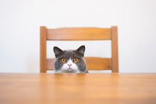 British Shorthair Cat Sitting At The Table