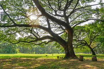 The greenery leaves branches of big Rain tree sprawling cover on green grass lawn under sunshine morning, plenty trees on background in the publick park