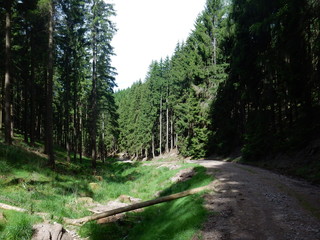 a road in the forest near Oberhof, Thuringia, Germany