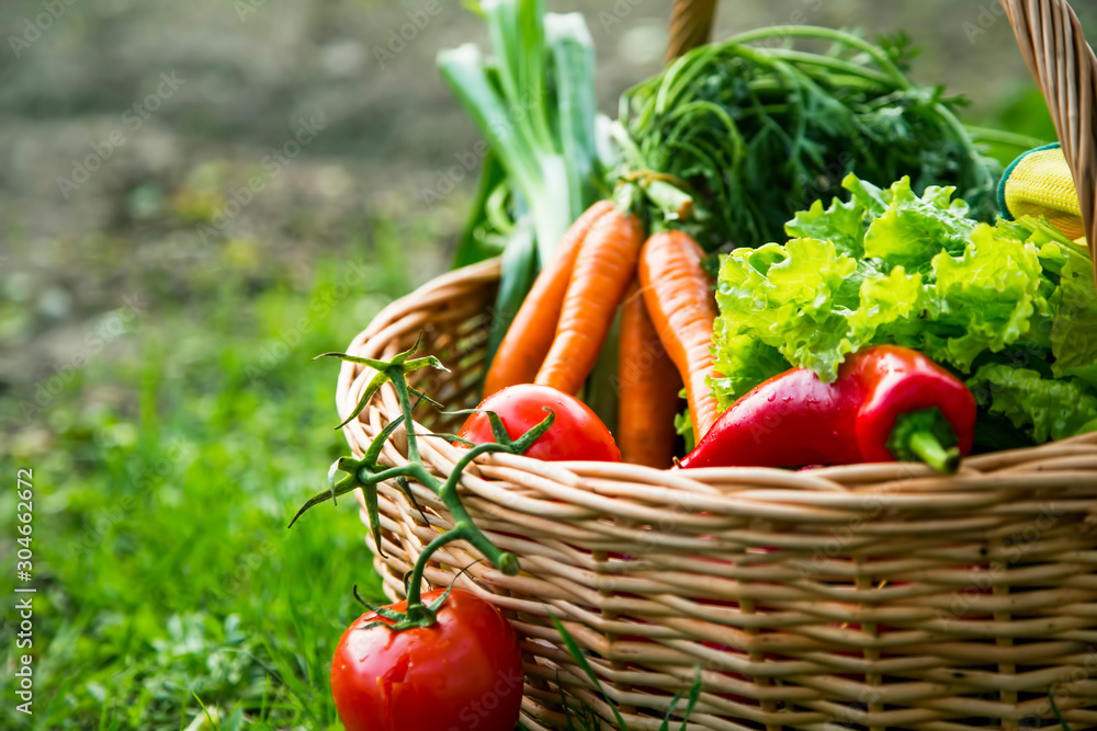 Fresh organic vegetables basket freshly harvested from the garden Stock ...