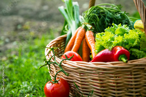 Fotografía Fresh organic vegetables basket freshly harvested from the garden