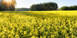 A field of yellow flowering blooming mustard seed plants in Rusko, Finland.