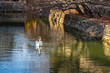 Wild swan swimming in the moat of Kurashiki Bikan Historical Quarter. Okayama, Japan
