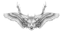 Portrait Of Deer With Wings. Hand Drawn Illustration. 