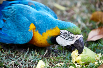 colorful parrot blue tropical