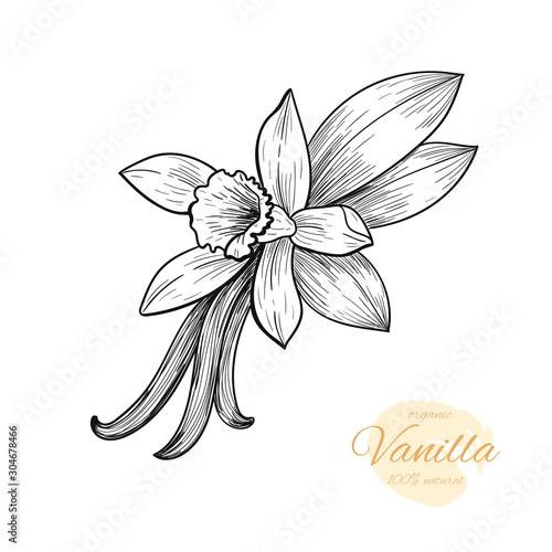 Fotomural Vector vanilla hand drawn sketch. Vintage style
