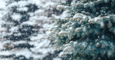 Wall Mural - christmas tree without decorations outdoor in park, beautiful blue spruce waiting for decorate, snow