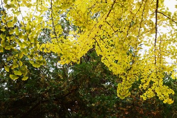 Poster - The autumn leaves of the ginkgo trees / The leaves of the ginkgo turn in to yellow colors late November.