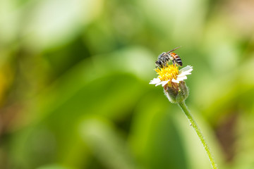 Close up of the bee a lovely honey bee is busy for collecting nectar on the flower.