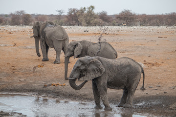 Elephants at the waterhole, Etosha national park, Namibia, Africa