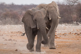 Fototapeta  - Elephants running towards the close by waterhole, Etosha national park, Namibia, Africa