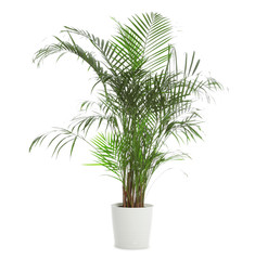 Pot with Ravenea rivularis plant isolated on white. Home decor