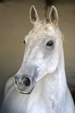 Fototapeta Zwierzęta - Portrait of a beautiful saddle horse in the barn
