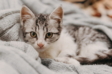 Beautiful closeup cute cat, resting in a comfortable cozy warm way. Winter mood represented by a sweet domestic feline. Cozy cat portrait.