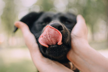 Close Up Shot Of A Dog Nose And Tongue Outdoors