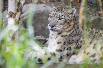 Wall Mural - Closeup of a snow leopard in a rocky environment