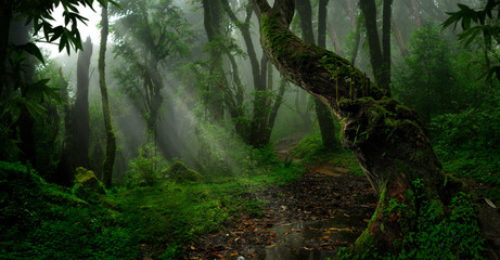 southeast asian rainforest with deep jungle