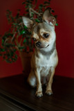 Fototapeta Sypialnia - Chihuahua dog on a brown and red background, behind a flower