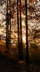  Herbst im Odenwald