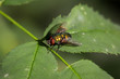 eine Fliege sitzt auf einem Blatt
