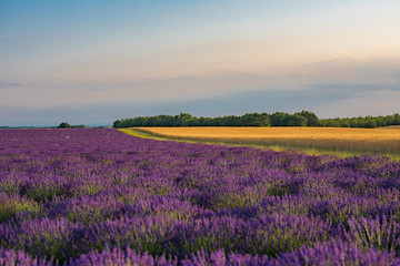 Canvas Print - lavender field in region