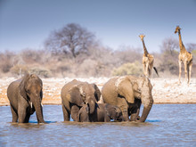 Elephants At Waterhole - Etosha National Park - Namibia