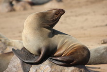 Seal Pose