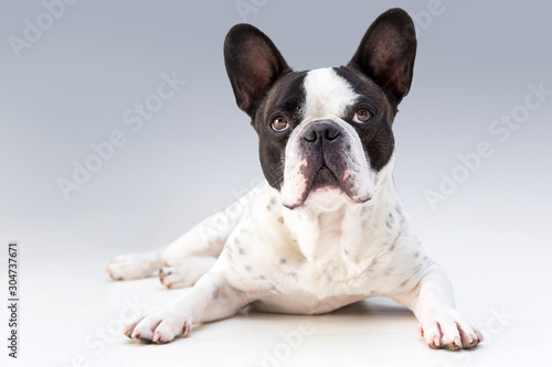Fotomural Adorable french bulldog posing on the floor