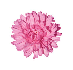 Beautiful pink chrysanthemum isolated on a white background