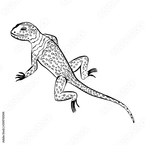Salamander lizard animal sketch engraving raster illustration Poster Mural XXL