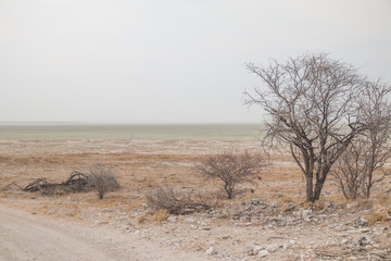 Salt pan in the etosha national park, Namibia, Africa