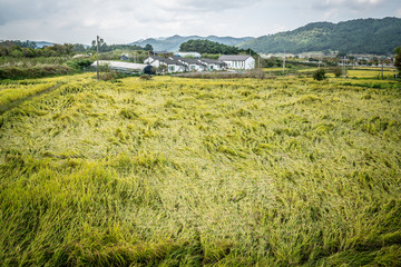 Rice field of green colour and farm in background rural South Korea