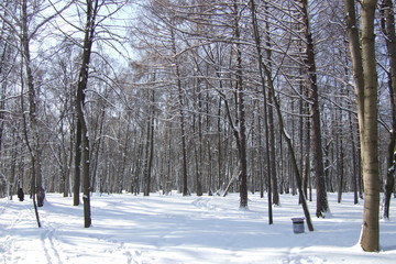 Winter park on a sunny day. Trees, road covered with snow on cold day