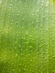  Green leaf texture and leaves on the wall