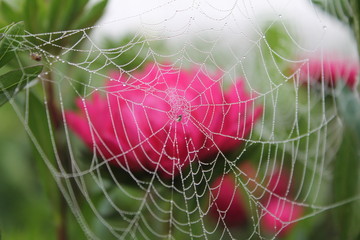spider web with dew