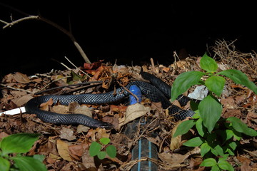 Poster - red bellied black snake