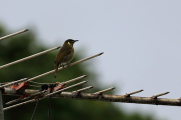 Sticker - australian bird