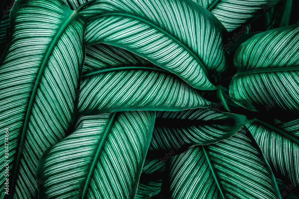 green leaves nature  background, closeup leaves texture, tropical leaves - obrazy, fototapety, plakaty 