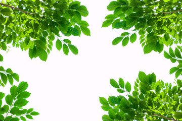 green leaf isolated on white background