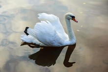 A White Swan Floats On The Surface Of A Lake In A City Park.