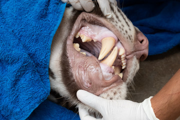 dental checkup for tigers