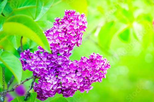 Blooming lilac flowers