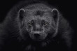 Close-up of a wolverine (Gulo gulo) looking at camera and isolated on black background