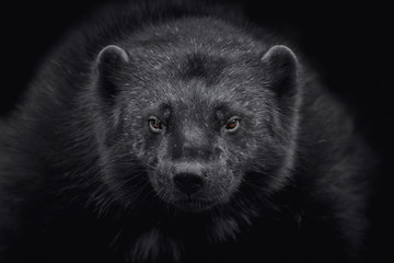 Wall Mural - Close-up of a wolverine (Gulo gulo) looking at camera and isolated on black background