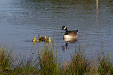 Canada Goose In Some Water With 4 Goslings