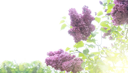  Blooming lilac flowers