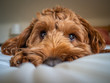 A young cockapoo lying on a bed
