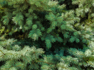 Wall Mural - Beautiful green branches of spruce, creating a New Year's mood in natural light.