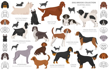 Hunting dogs collection isolated on white clipart. Flat style. Different color, portraits and silhouettes