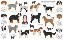 Designer Dogs, Crossbreed, Hybrid Mix Pooches Collection Isolated On White. Flat Style Clipart Dog Set.